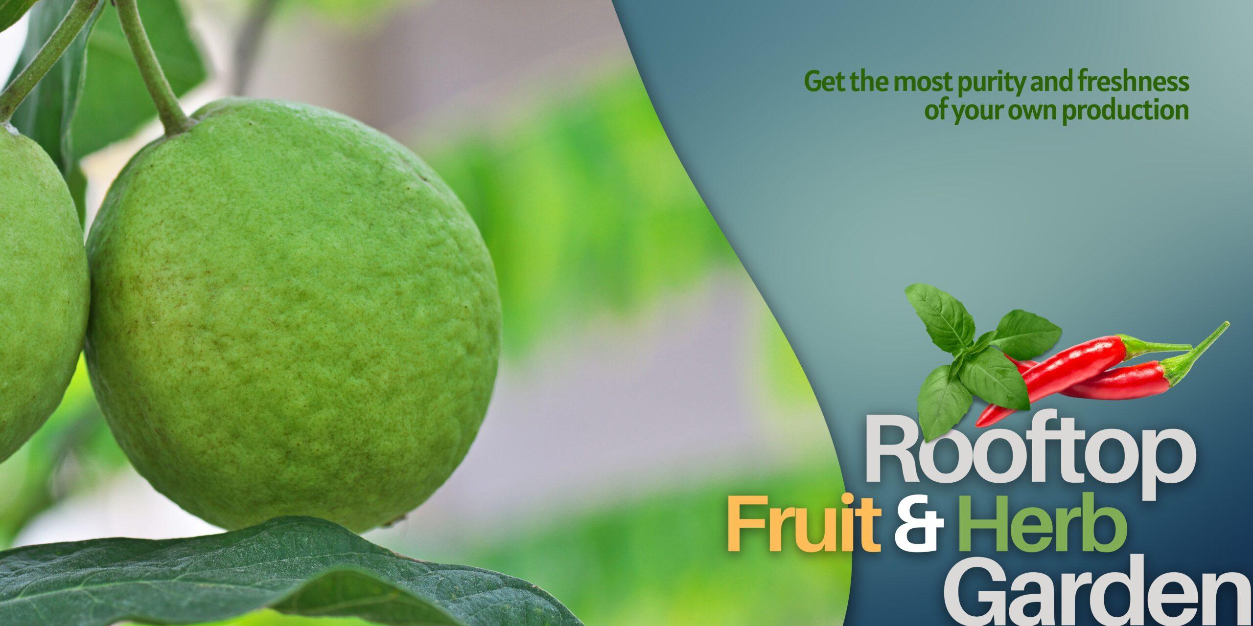 Rooftop Fruit & Herb Garden